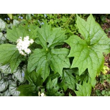 Peltoboykinia watanabei - Peltoboykinia