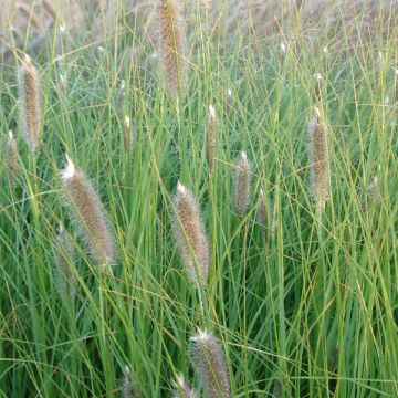 Pennisetum alopecuroïdes Japonicum - Lampenpoetsersgras