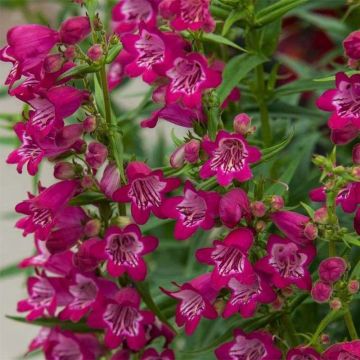 Penstemon Harlequin Magenta - Slangenkop
