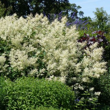 Persicaria polymorpha - Duizendknoop