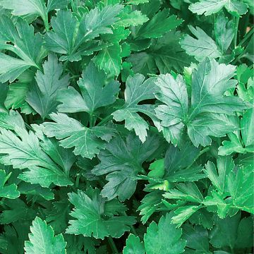 Platte peterselie Laica BIO (zaad)