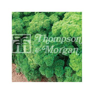 Krulpeterselie Lisette