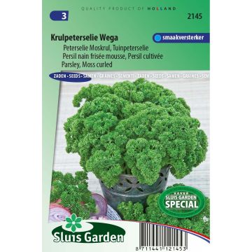 Krulpeterselie Wega