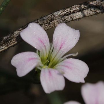 Petrorhagia saxifraga - Kleine mantelanjer