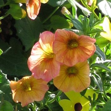Petubrachoa Terracota - Petubrachoa