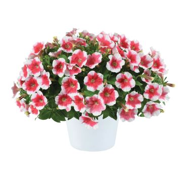 Petunia Capella Cherry Vanilla - Hangpetunia