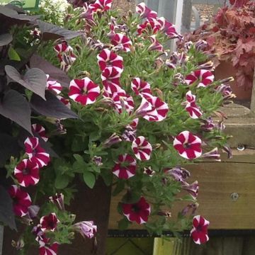 Petunia Cranberry Blast - Hangpetunia