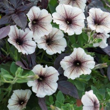 Petunia Designer Cappuccino - Hangpetunia