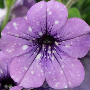 Petunia Lavender Sky - Hangpetunia