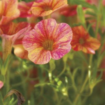 Calibrachoa Million Bells Cracking fire - Mini petunia