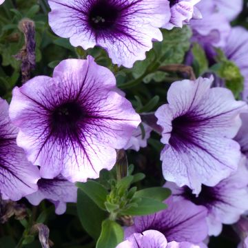 Petunia Supertunia Bordeaux - Hangpetunia