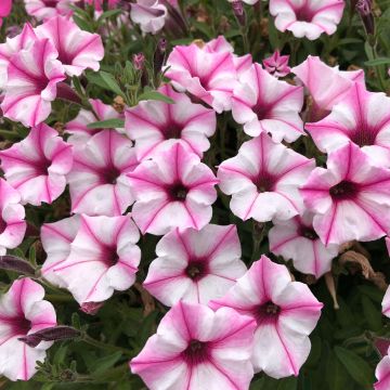 Petunia Supertunia Pink Star - Hangpetunia