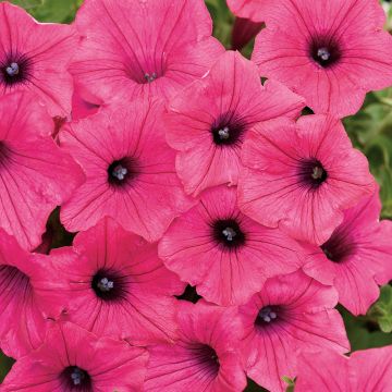 Petunia Supertunia Vista Fuchsia - Hangpetunia