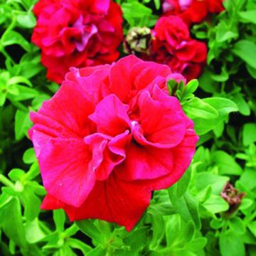 Petunia Surfinia dubbel rood - Hangpetunia