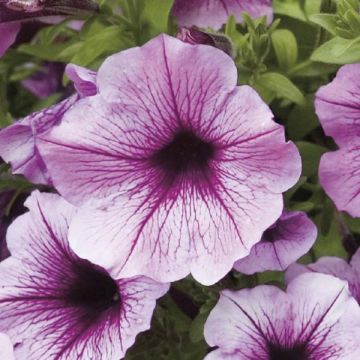 Calibrachoa Million Bells Rose Vein - Mini petunia