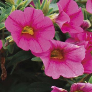 Calibrachoa Million Bells Trailing Fuchsia - Mini petunia