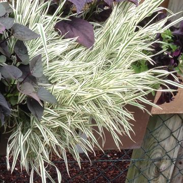 Phalaris arundinacea Cote de Nacre - Rietgras