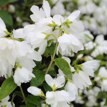 Philadelphus Little White Love - Boerenjasmijn