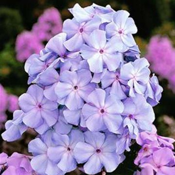 Phlox paniculata Lilac Times - Vlambloem