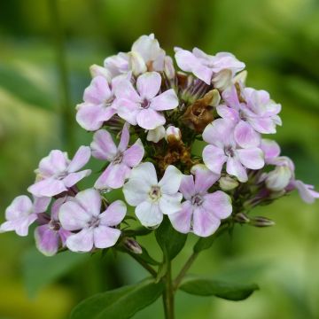 Phlox paniculata Sherbet Cocktail - Vlambloem