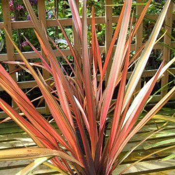 Phormium Maori Maiden - Nieuw-Zeelands vlas