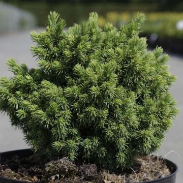 Picea abies Jalako Gold - Fijnspar