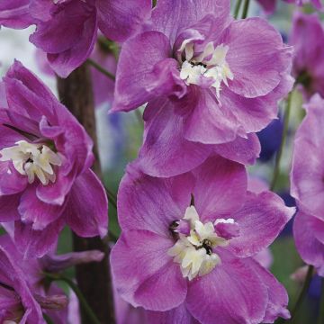 Delphinium Strawberry Fair - Ridderspoor
