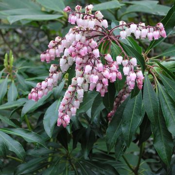 Pieris japonica Pink Passion - Japanse rotsheide