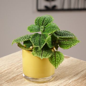 Pilea Moon Valley - Vriendschapsplant