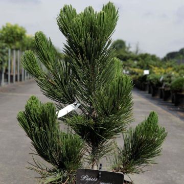 Pinus heldreichii Satellit - Bosnische den