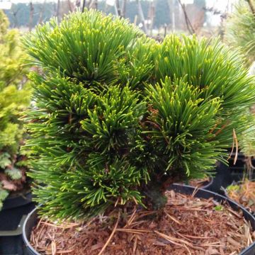 Pinus heldreichii Schmidtii - Bosnische den