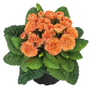 Primula Sweet Apricot - Stengelloze sleutelbloem