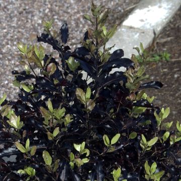 Pittosporum tenuifolium Dark Diva - Australische laurier