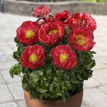 Paeonia lactiflora Patio Peony Moscow - Pioenroos
