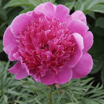 Paeonia lactiflora Break O Day - Pioenroos