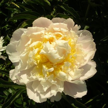 Paeonia lactiflora Cheddar Cheese - Pioenroos