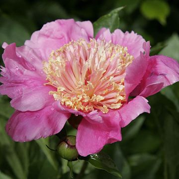 Paeonia lactiflora Doreen - Pioenroos