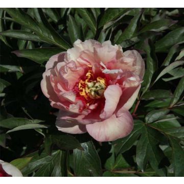 Paeonia Itoh Canary Brillant - Itoh-pioen