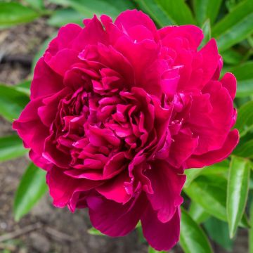 Paeonia lactiflora Louis Van Houtte - Pioenroos