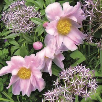 Paeonia lactiflora Nymphe - Pioenroos