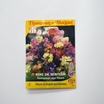 Lathyrus odoratus Hommage aux Fleurs (zaad) - Siererwt