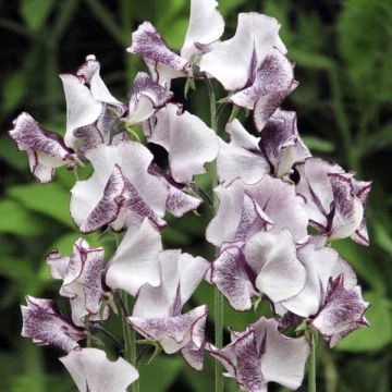 Lathyrus odoratus Nimbus (zaad) - Siererwt