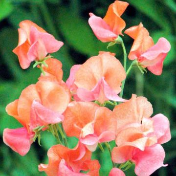 Lathyrus odoratus Prince of Orange (zaad) - Siererwt