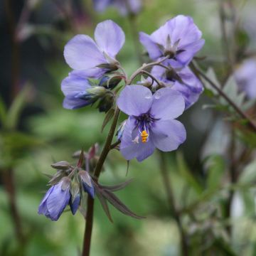 Polemonium Bressingham Purple - Jakobsladder