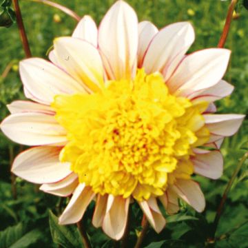 Dahlia Polka - anemoonbloemige dahlia