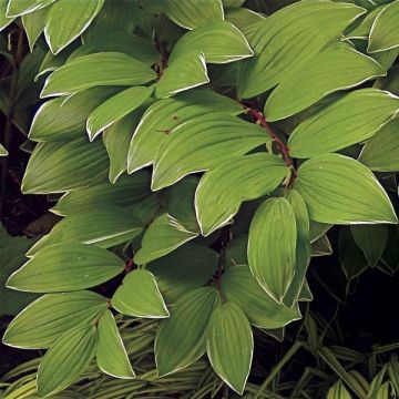 Polygonatum falcatum Variegatum - Salomonszegel