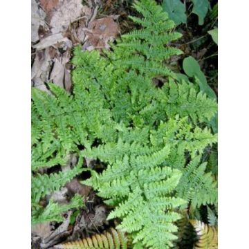 Dryopteris dilatata Crispa Whiteside - Brede stekelvaren
