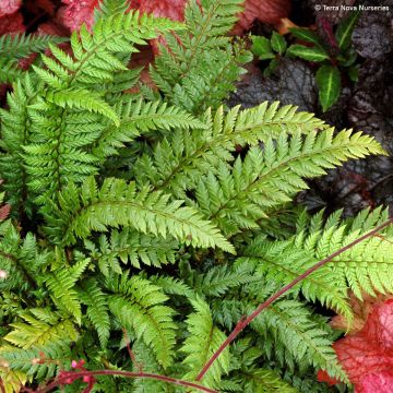 Polystichum Shiny Holy Fern - Glansschildvaren