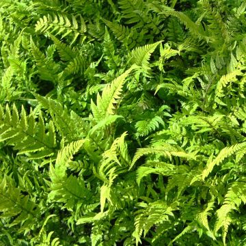 Polystichum tsus-simense - Smalle naaldvaren