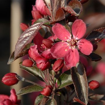 Malus Dark Rosaleen - Sierappel